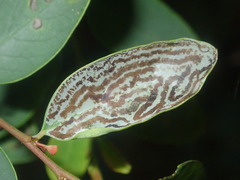 Phyllocnistis diaugella