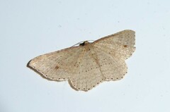 Epicyme rubropunctaria