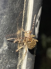 Plectrura spinicauda