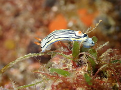 Hypselodoris maritima