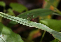 Baccha maculata