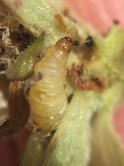 Lantanophaga pusillidactylus