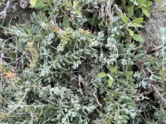 Extriplex californica