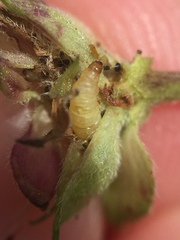 Lantanophaga pusillidactylus