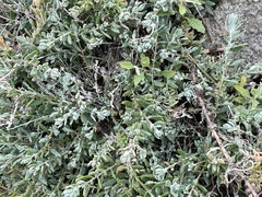 Extriplex californica