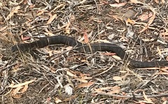 Notechis scutatus scutatus