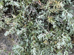 Extriplex californica