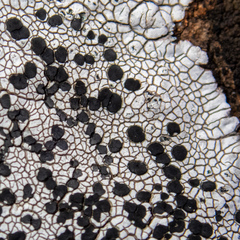 Lecidea tessellata