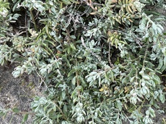 Extriplex californica