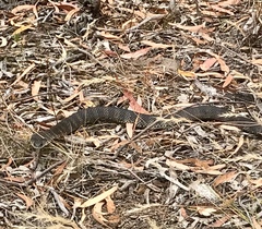 Notechis scutatus scutatus