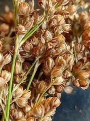 Juncus continuus