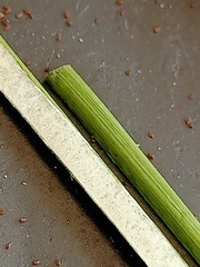 Juncus continuus