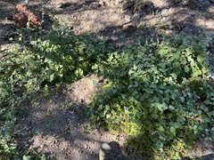 Jacquemontia abutiloides