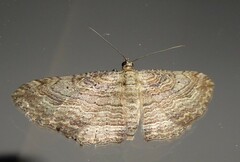 Austrocidaria gobiata