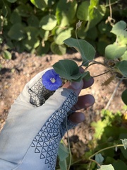 Jacquemontia abutiloides