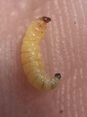 Lantanophaga pusillidactylus