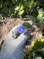 Jacquemontia abutiloides