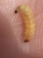 Lantanophaga pusillidactylus