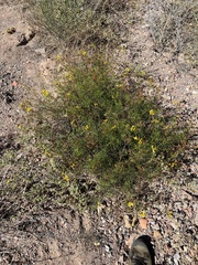 Coreocarpus dissectus