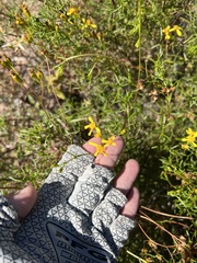 Coreocarpus dissectus