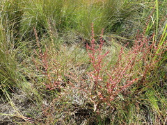 Rumex conglomeratus