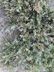 Extriplex californica