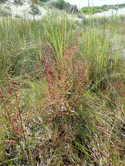 Rumex conglomeratus