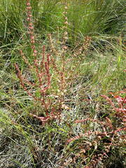 Rumex conglomeratus