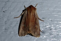 Ichneutica atristriga