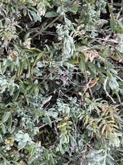 Extriplex californica