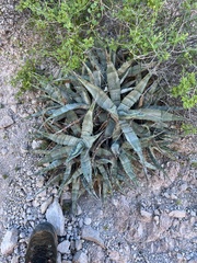 Agave sobria