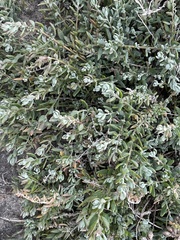 Extriplex californica