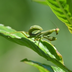 Stagmatoptera hyaloptera