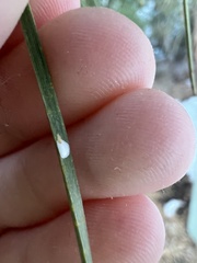 Chionaspis pinifoliae