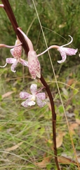 Dipodium pardalinum