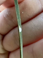 Chionaspis pinifoliae