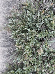 Extriplex californica