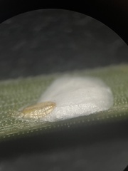 Chionaspis pinifoliae