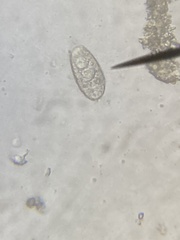 Euglypha