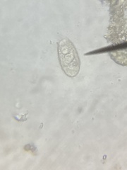 Euglypha