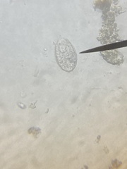 Euglypha