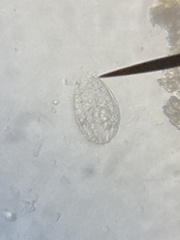 Euglypha