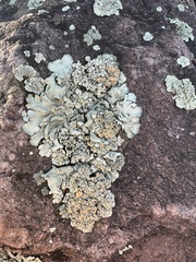 Rhizoplaca subdiscrepans