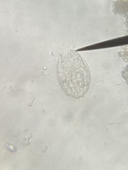 Euglypha