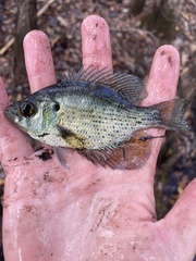 Centrarchus macropterus