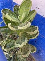 Nicotiana tabacum