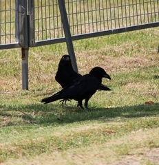 Corvus coronoides coronoides