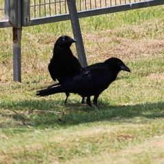 Corvus coronoides coronoides