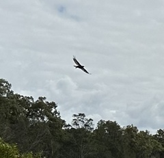 Haliaeetus leucogaster