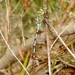 Giant Darner - Photo (c) Bill Carrell, some rights reserved (CC BY-NC-ND), uploaded by Bill Carrell